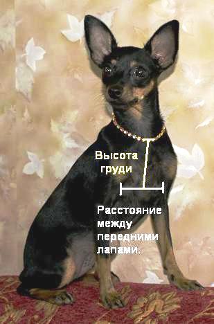 Свитер для собаки на круговых спицах | Подробное описание с фото
